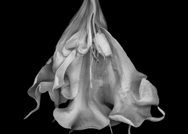 Angel trumpet flower black and white photography karen visser artist