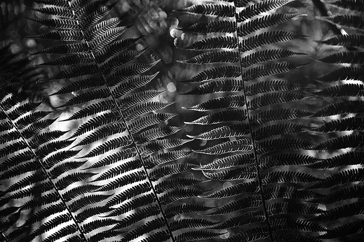 Tree Ferm dramatic light black and white karen visser photography artist