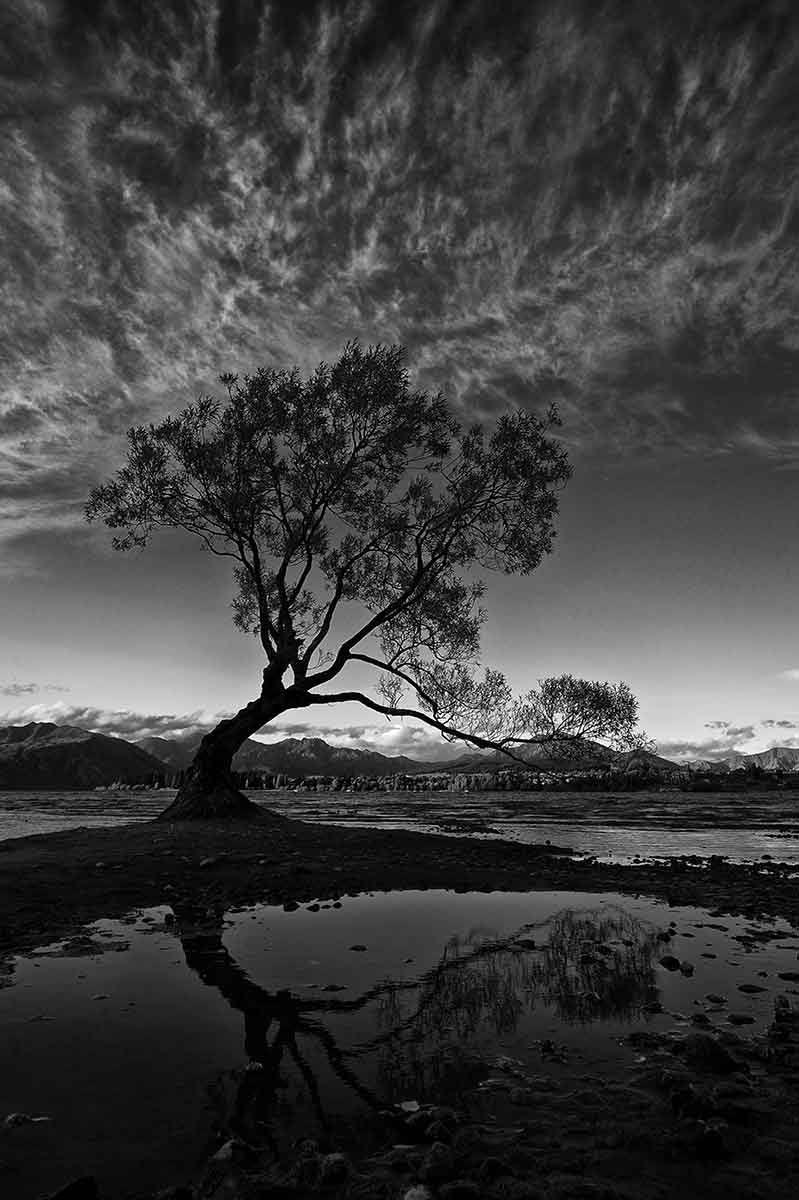 Lake Wanaka Tree black and white reflections photography karen visser artist