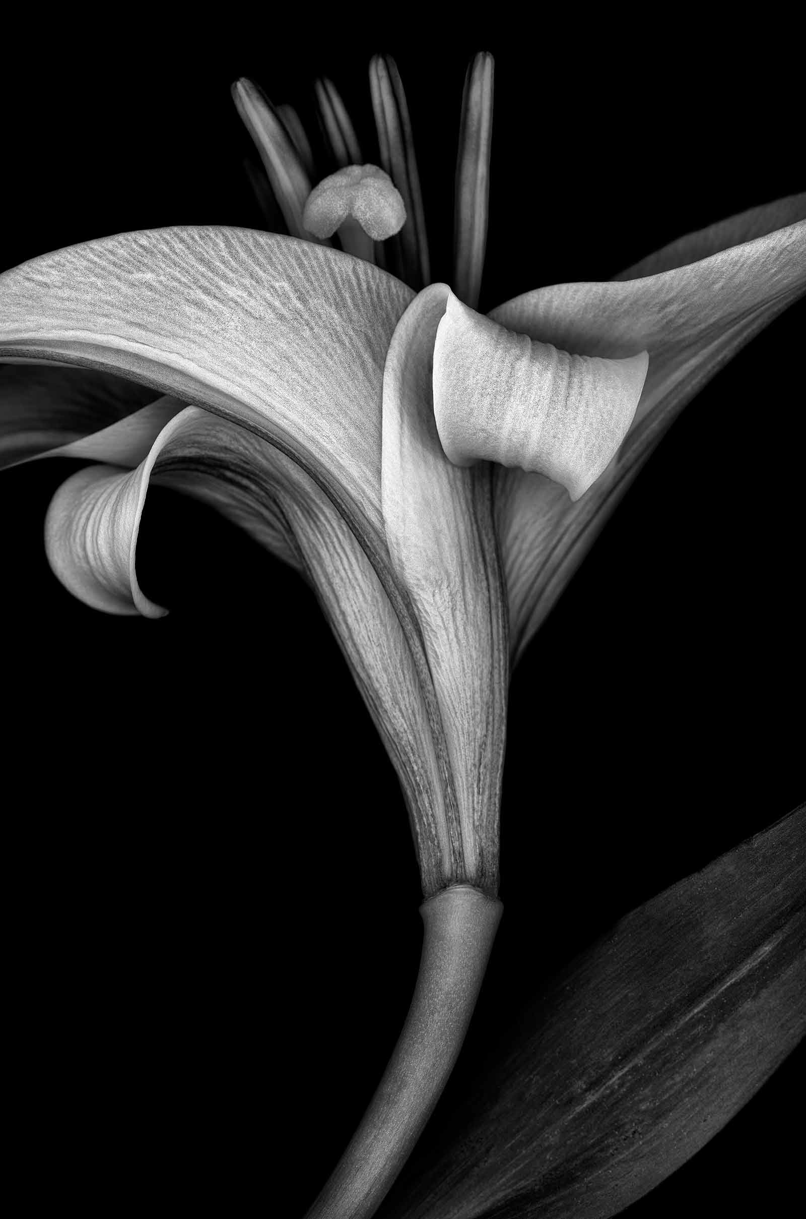 Lily scanography botanical black and white karen visser artist charcoal