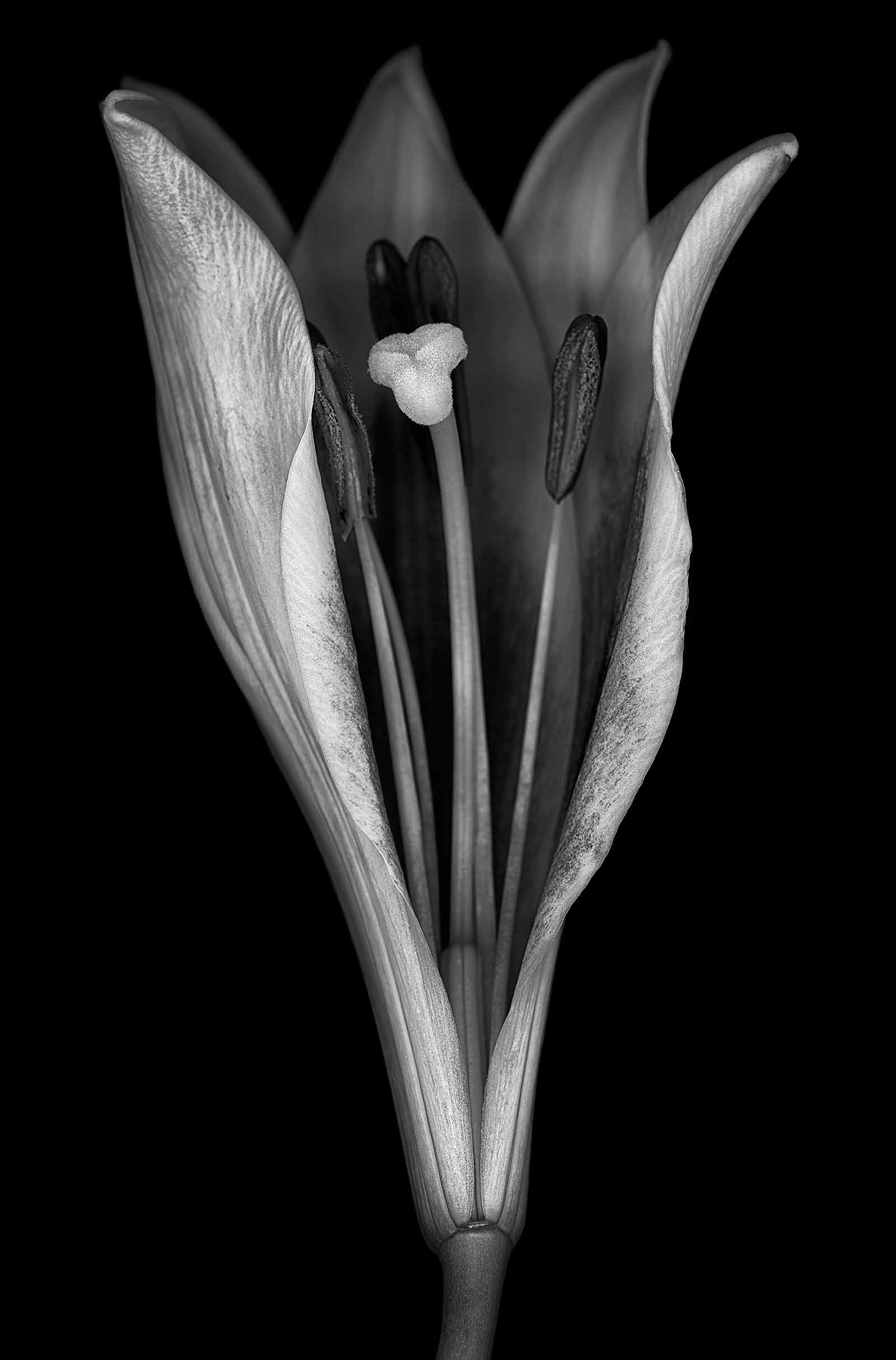 Lily scanography black and white photography karen visser artist pollen nectar
