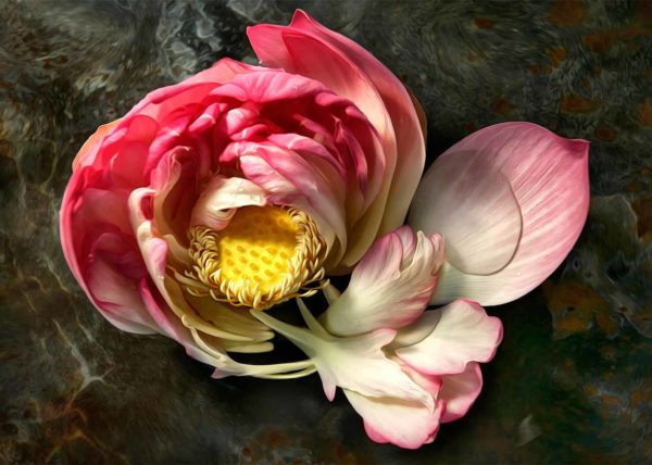 Lotus flower water dramatic photography painterly karen visser artist photographer