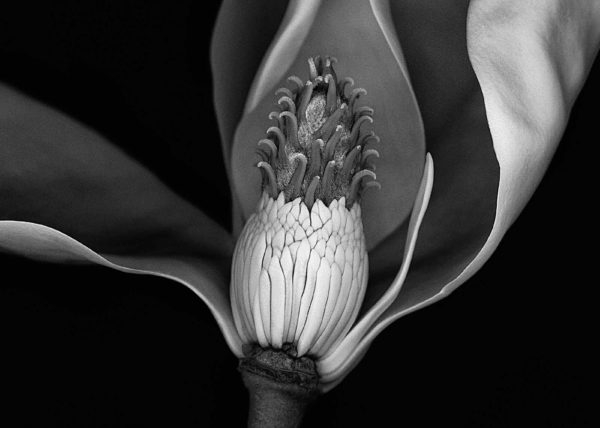 magnolia scanography black and white photography karen visser artist