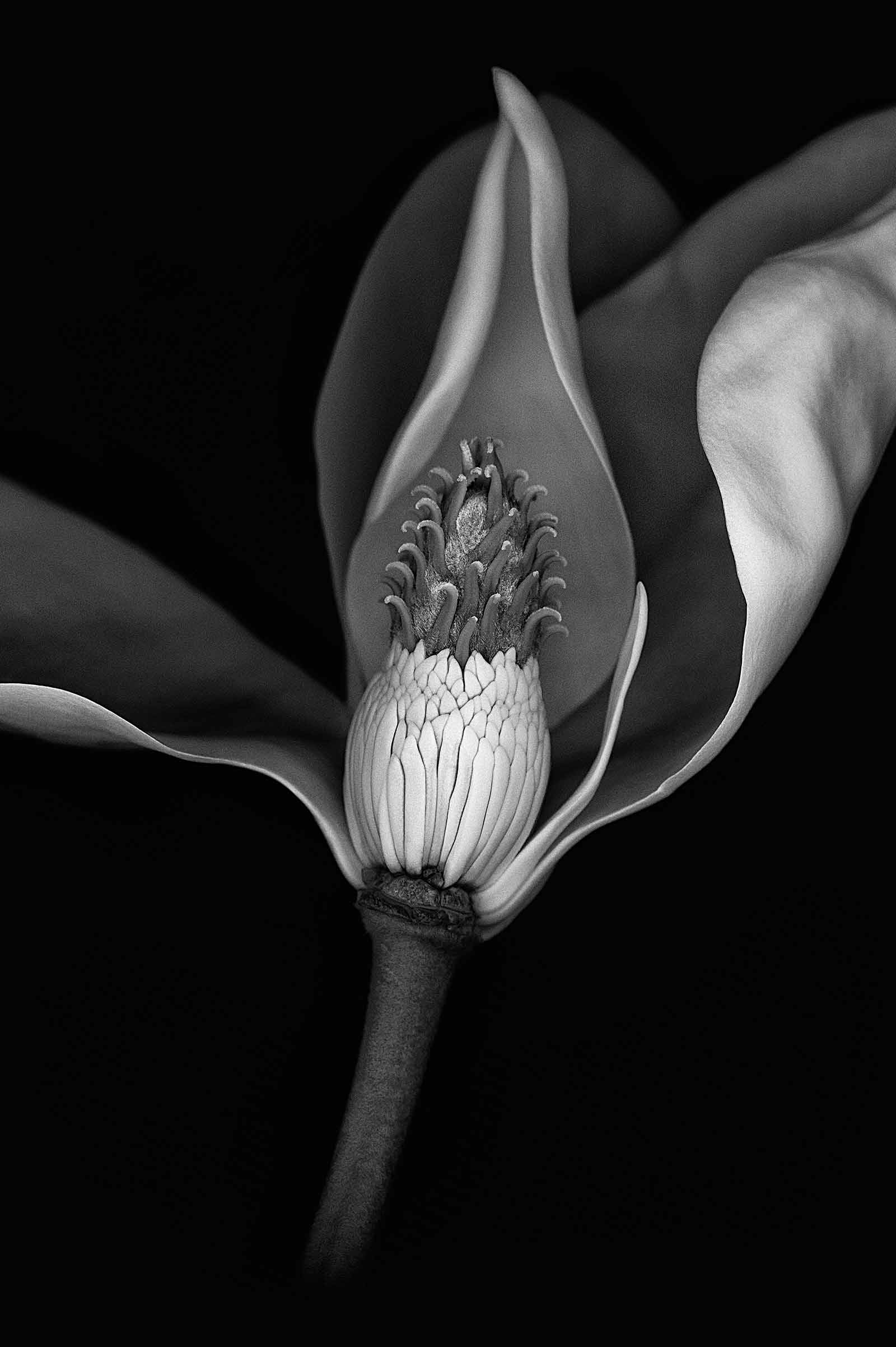 magnolia scanography black and white photography karen visser artist