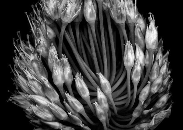 scanography black and white onion seed head karen visser photographer artist