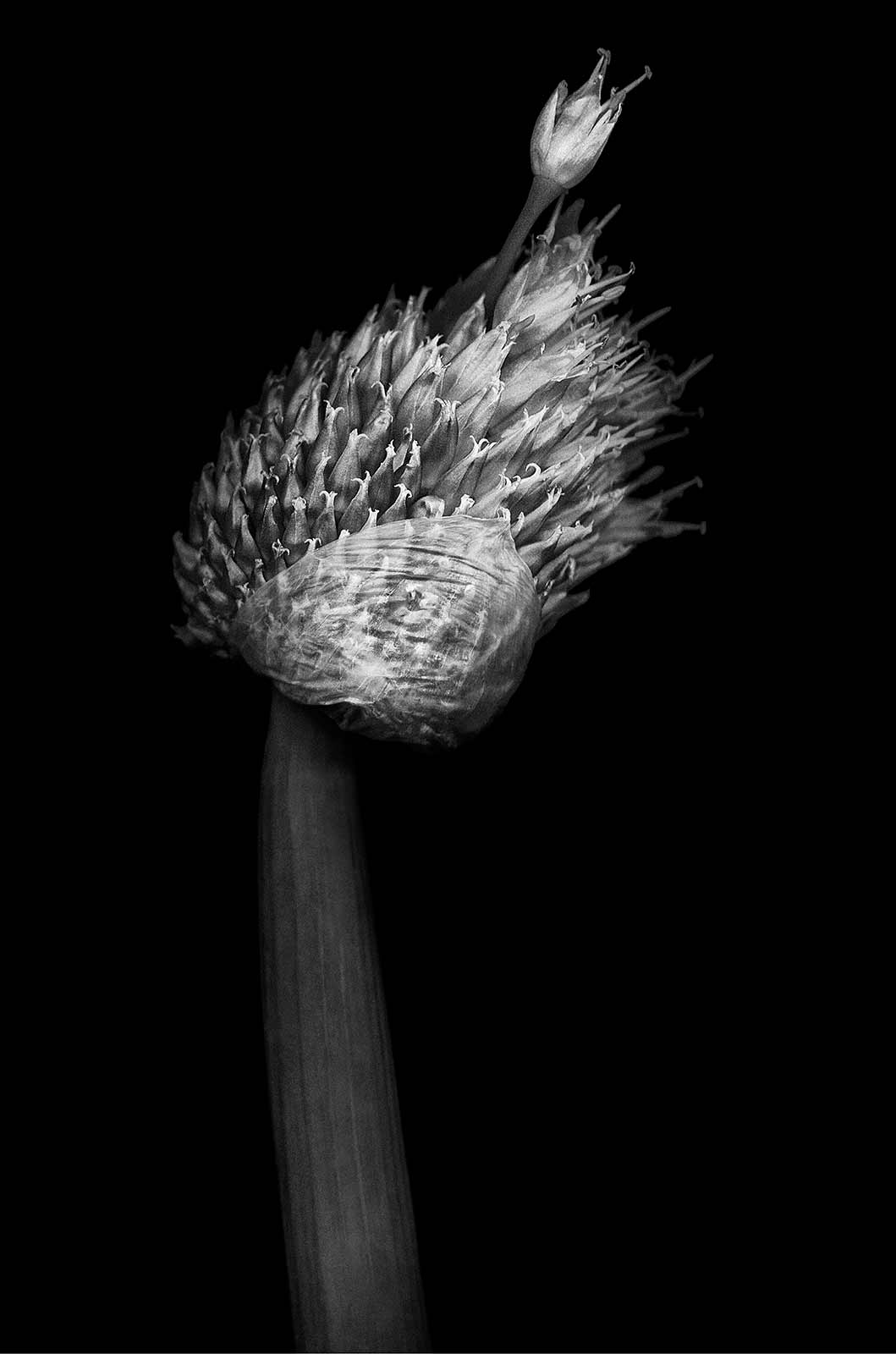 Black and white photographer scanography onions flower seed head karen visser photographer