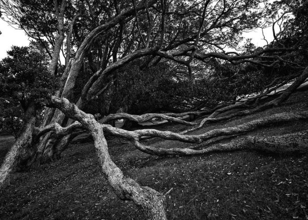 Cornwell Park Auckland dramatic tree photography black and white karen visser artist