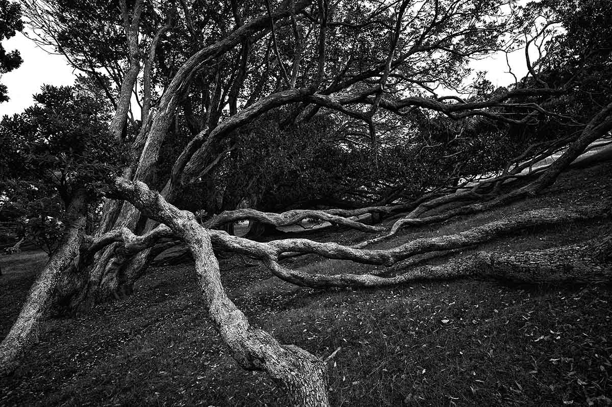 Cornwell Park Auckland dramatic tree photography black and white karen visser artist