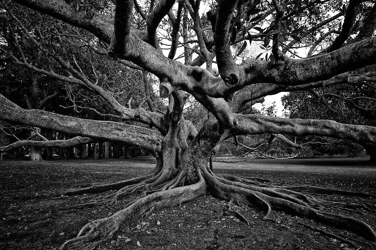 Cornwell park Fig tree photography black and white karen visser artist