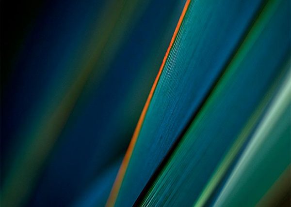 dramatic macro flax vibrant green blue strip of hot orange