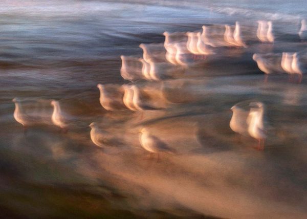 Seagulls sunrise blue teal water ripples photographic impressionism seascape landscape karen visser artist