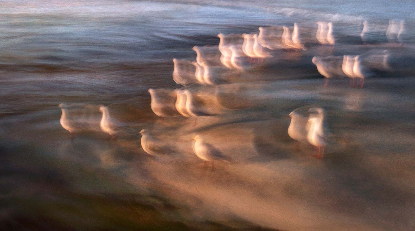 Seagulls sunrise blue teal water ripples photographic impressionism seascape landscape karen visser artist